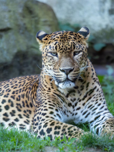 Leopard cejlonsky