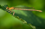 Close-Up a makro