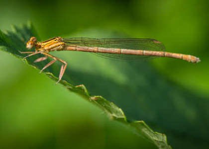 Close-Up a makro