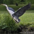 Ardea cinerea