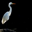 volavka biela (Egretta alba)