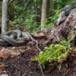 Užovka obojková, The grass snake (Natrix natrix)