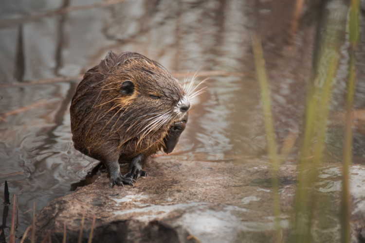 Nutria riečna