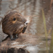 Nutria riečna