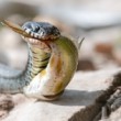 Užovka obojková, The grass snake (Natrix natrix)