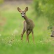 Srnec lesný (Capreolus capreolus)