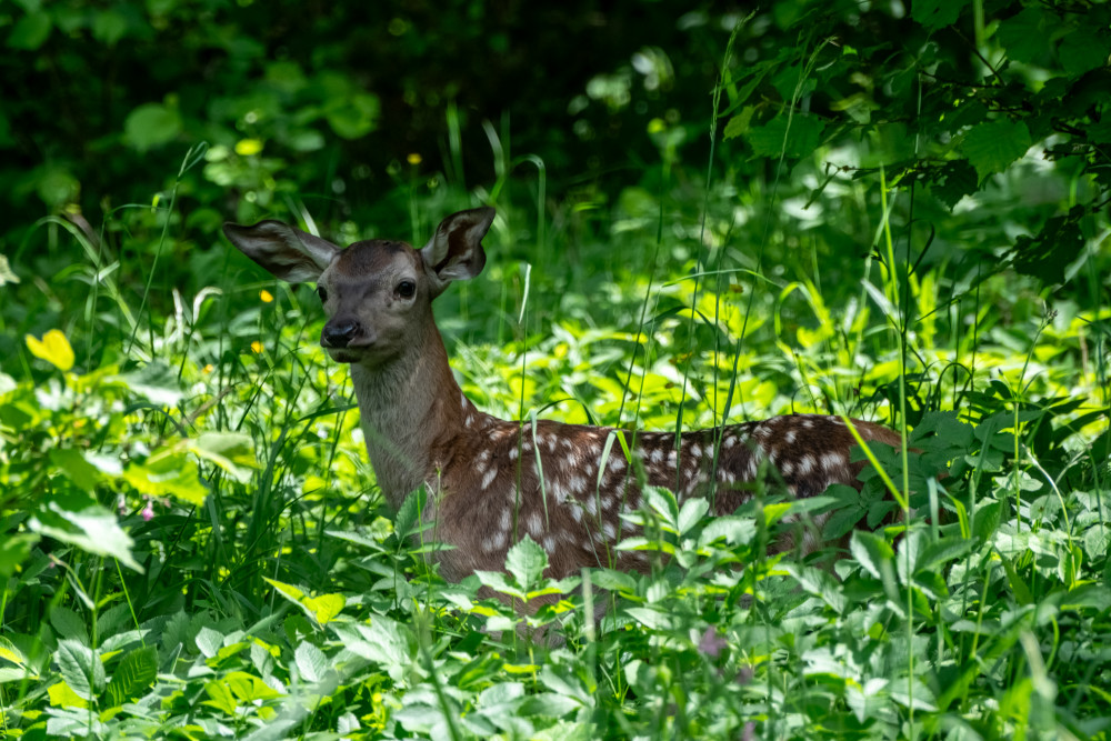 Bambi