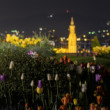 TULIPANI DA PIAZZALE MICHELANGELO - FIRENZE