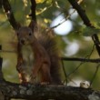 Sciurus vulgaris