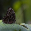 Morpho peleides