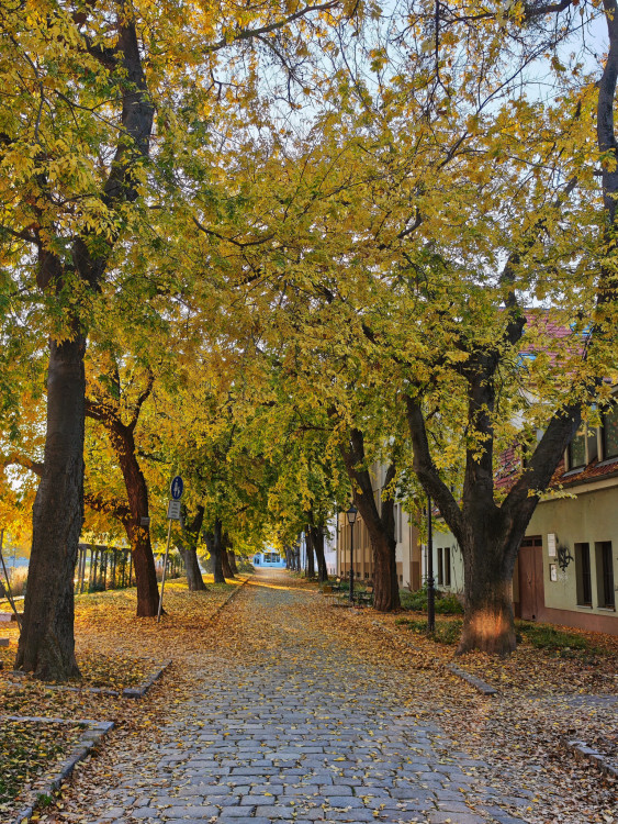 Trnavská jeseň