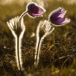 Pulsatilla slavica