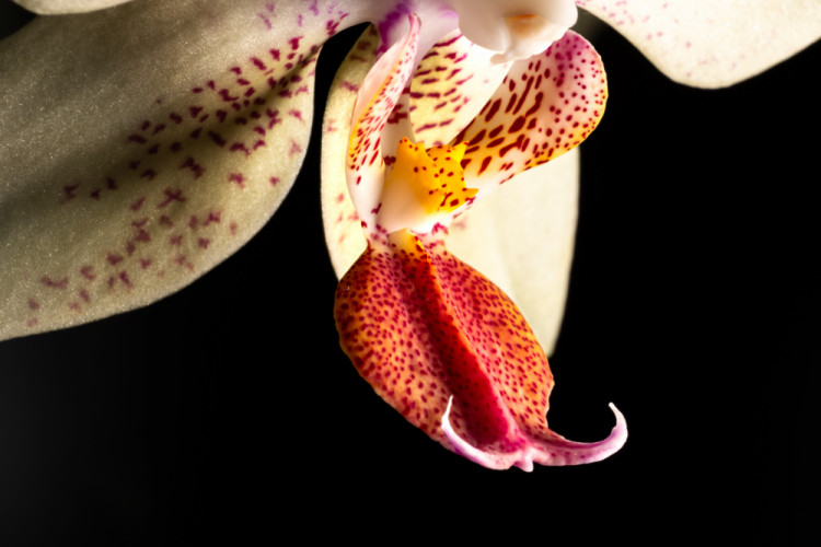 Orchidea macro