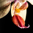 Orchidea macro