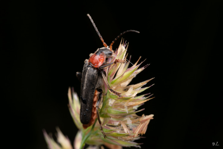 blackred Beetle