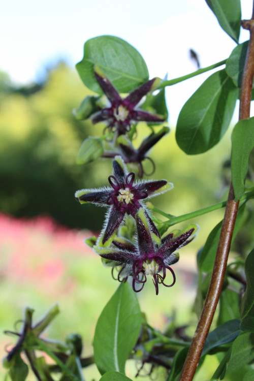 clematis