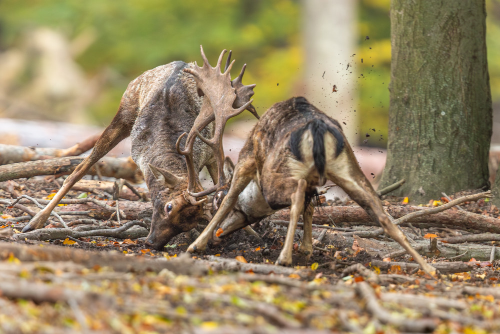 daniel škvrnitý, Fallow deer (Dama dama)