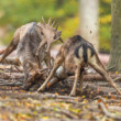 daniel škvrnitý, Fallow deer (Dama dama)