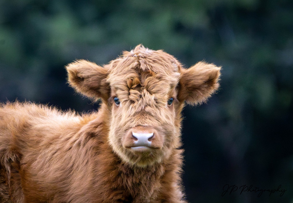 Highland cow