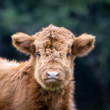 Highland cow