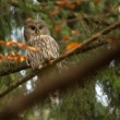 Strix uralensis (sova dlhochvostá)