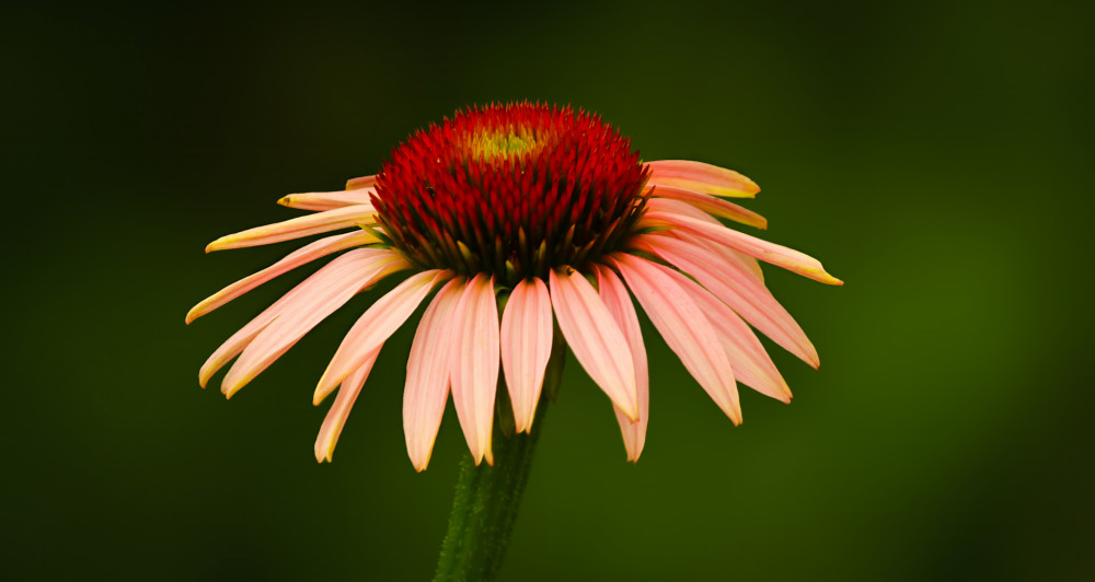 Echinacea