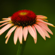 Echinacea