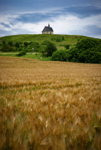 Sivá Brada