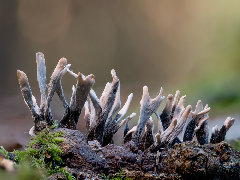 Drevnatka parohatá/Xylaria hypoxylon