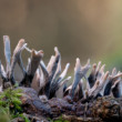 Drevnatka parohatá/Xylaria hypoxylon