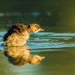 Potápka malá (Tachybaptus ruficollis)