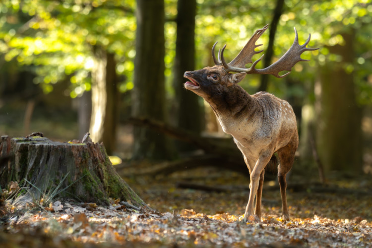 daniel škvrnitý, Fallow deer (Dama dama)