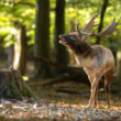 daniel škvrnitý, Fallow deer (Dama dama)