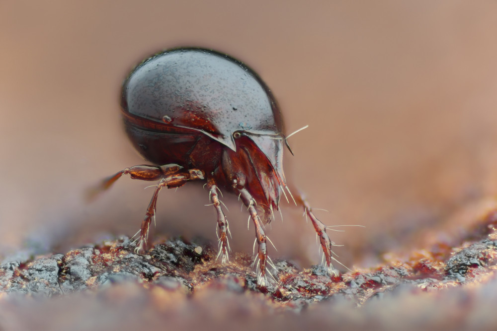 Roztoč panciernik (Sarcoptiformes)