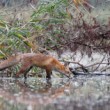 liška obecná  ...   Vulpes vulpes