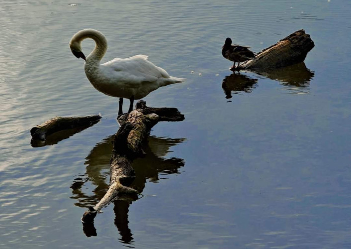 Labut a kačka na rybníku pri Trenčianskej Teplej