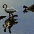 Labut a kačka na rybníku pri Trenčianskej Teplej
