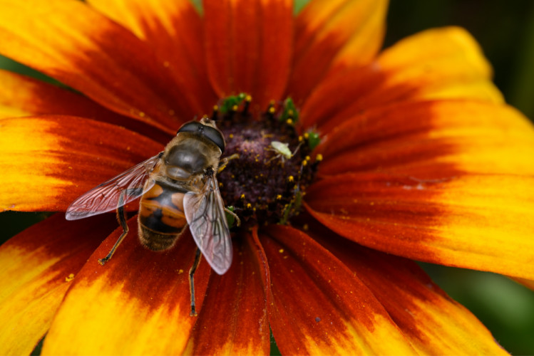 nejaká divá včela a Rudbekia srstnatá