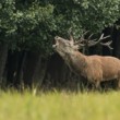 Jelen lesní (Cervus elaphus)