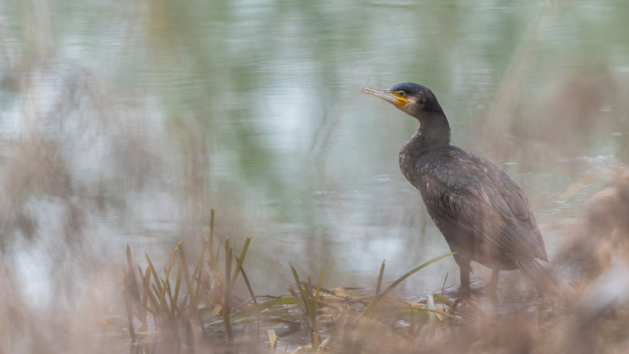 kormoran