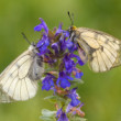 Parnassius mnemosyne