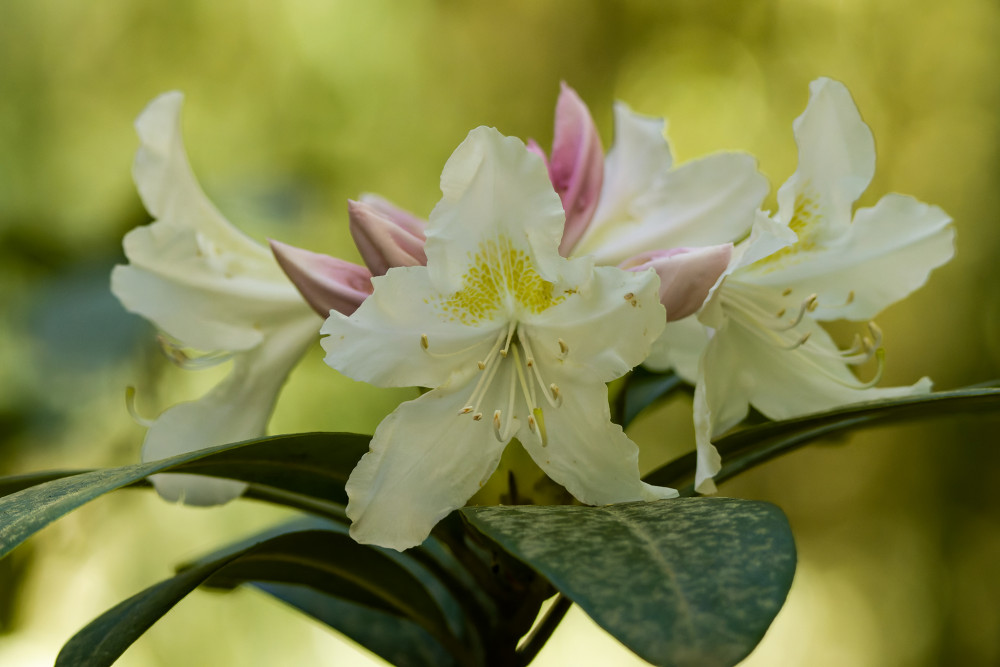 Rododendron