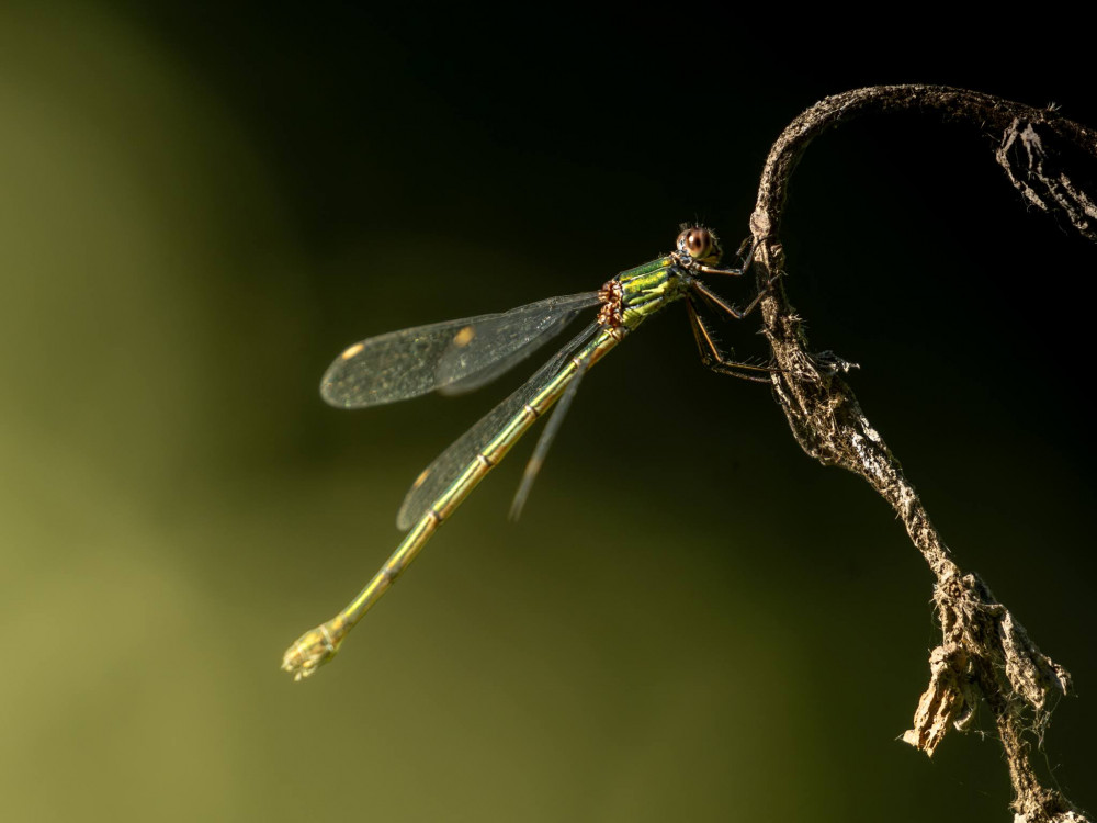 Calopteryx splendens