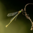 Calopteryx splendens