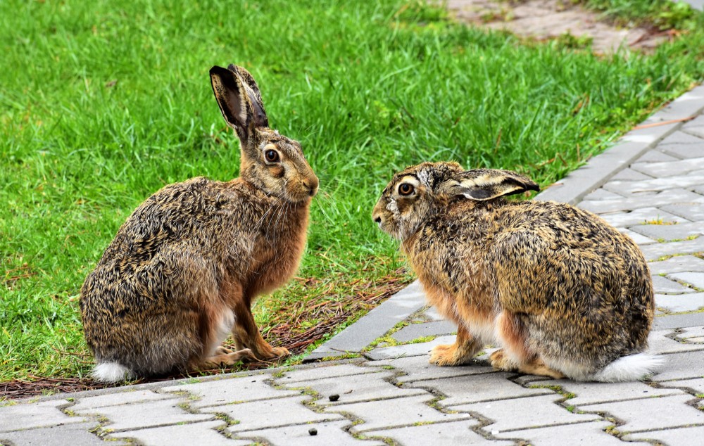 Zajíci polní (školní)