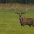 Jelen lesní (Cervus elaphus)