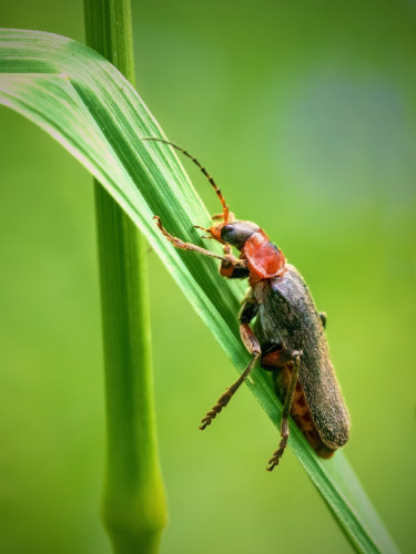 Snehuľčík obyčajný(Cantharis livida)