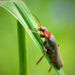 Snehuľčík obyčajný(Cantharis livida)