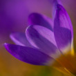 Crocus