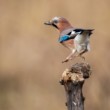 sojka škriekavá, The Eurasian jay (Garrulus glandarius)